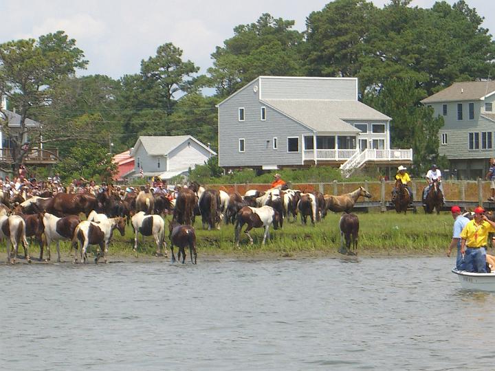 Chincoteague Pony Swim July 2007 069.JPG